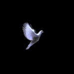 bird-animated-gameznet-068.gif