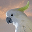 bird-animated-gameznet-072.gif