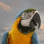 bird-animated-gameznet-073.gif