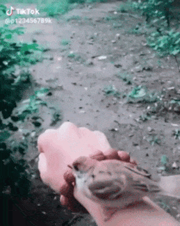 bird-animated-gameznet-076.gif