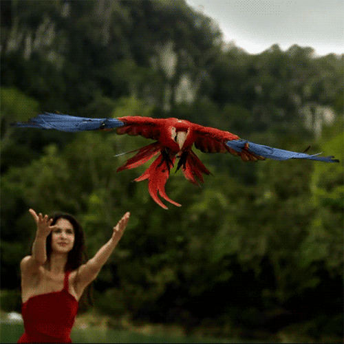 bird-animated-gameznet-078.gif
