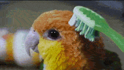 bird-animated-gameznet-080.gif