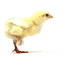 bird-animated-gameznet-084.gif