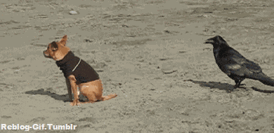 bird-animated-gameznet-085.gif