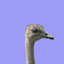 bird-animated-gameznet-094.gif