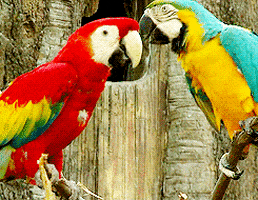 bird-animated-gameznet-095.gif