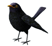 black-bird-animated-gameznet-01.gif