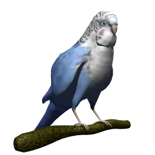 budgie-bird-animated-gameznet-01.gif