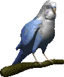 budgie-bird-animated-gameznet-02.gif