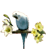 budgie-bird-animated-gameznet-03.gif