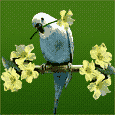 budgie-bird-animated-gameznet-04.gif