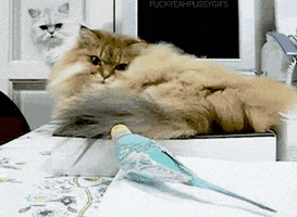 budgie-bird-animated-gameznet-06.gif