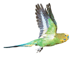 budgie-bird-animated-gameznet-07.gif