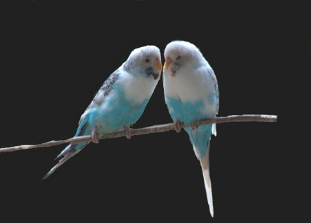 budgie-bird-animated-gameznet-08.gif