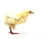 chicken-animated-gameznet-01.gif