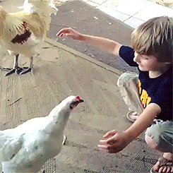 chicken-animated-gameznet-011.gif