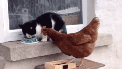 chicken-animated-gameznet-012.gif
