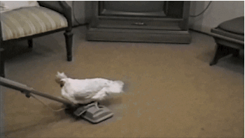chicken-animated-gameznet-014.gif