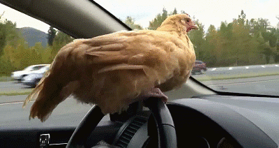 chicken-animated-gameznet-015.gif