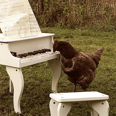 chicken-animated-gameznet-016.gif