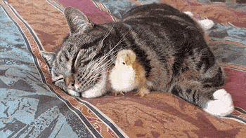 chicken-animated-gameznet-05.gif