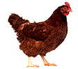 chicken-animated-gameznet-08.gif