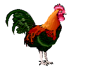chicken-rooster-bird-animated-gameznet-02.gif
