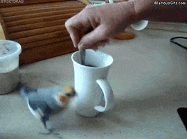 cockatiel-birds-animated-gameznet-00167.gif