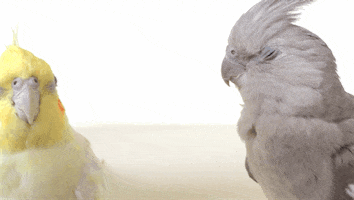 cockatiels-birds-animated-gameznet-00149.gif