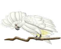 cockatoo-animated-gameznet-01.gif