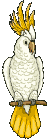 cockatoo-animated-gameznet-02.gif