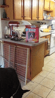 cockatoo-animated-gameznet-04.gif