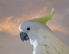 cockatoo-animated-gameznet-05.gif