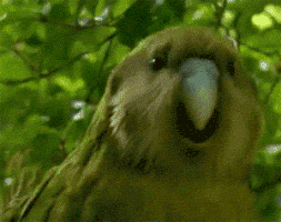 dancing-bird-animated-gameznet-0157.gif
