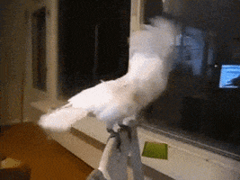 dancing-birds-animated-gameznet-00168.gif