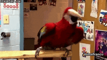 dancing-macaw-bird-animated-gameznet-00158.gif