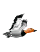duck-animated-gameznet-011.gif