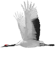 duck-animated-gameznet-012.gif
