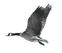 duck-animated-gameznet-08.gif