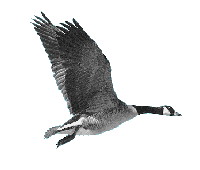 duck-animated-gameznet-09.gif