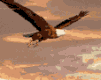 eagle-animated-gameznet-01.gif