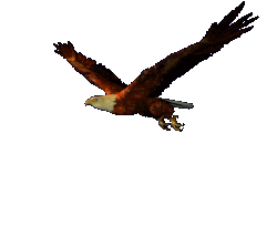 eagle-animated-gameznet-012.gif