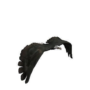eagle-animated-gameznet-019.gif