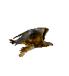 eagle-animated-gameznet-021.gif