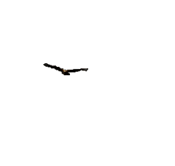 eagle-animated-gameznet-025.gif