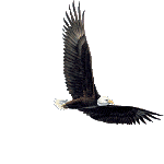 eagle-animated-gameznet-027.gif