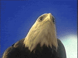 eagle-animated-gameznet-03.gif