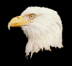 eagle-animated-gameznet-04.gif