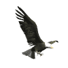 eagle-animated-gameznet-06.gif