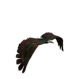 eagle-animated-gameznet-07.gif